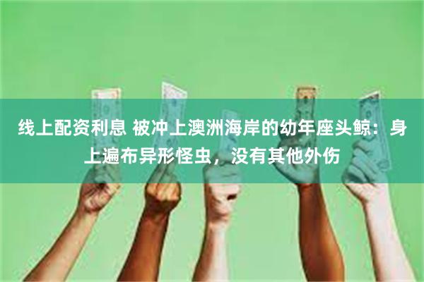 线上配资利息 被冲上澳洲海岸的幼年座头鲸：身上遍布异形怪虫，没有其他外伤
